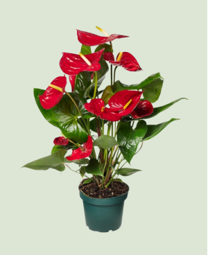 Meta title-Anturium – Plante d'intérieur fleurie rouge