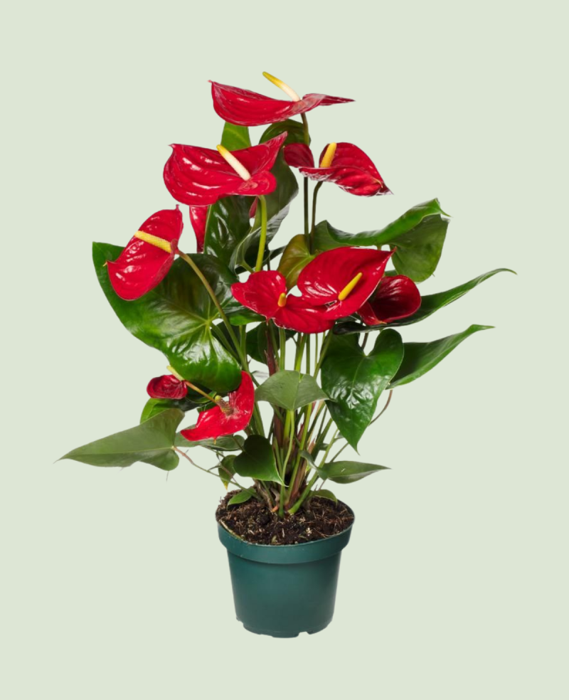 Meta title-Anturium – Plante d'intérieur fleurie rouge