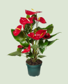 Meta title-Anturium – Plante d'intérieur fleurie rouge