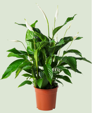 Spathiphyllum