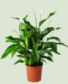Spathiphyllum