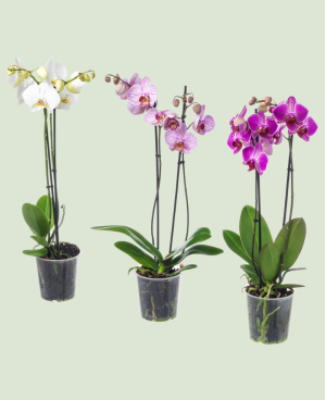 Phalaenopsis 2 tiges P 12 H 75 - 1 pc