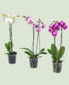 Phalaenopsis 2 tiges P 12 H 75 - 1 pc