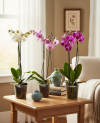 Phalaenopsis 2 tiges P 12 H 75 - 1 pc