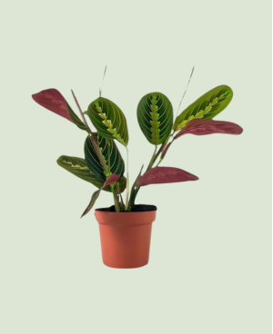 Maranta Fascinator P 12