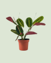Maranta Fascinator P 12