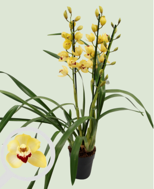 Cymbidium Gemengd