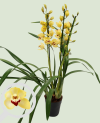 Cymbidium Gemengd