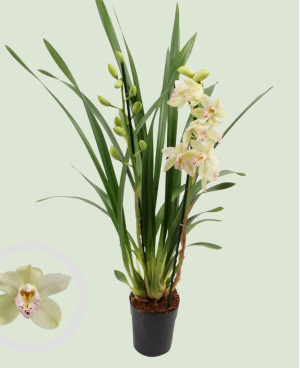 Cymbidium Gemengd