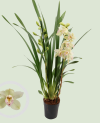 Cymbidium Gemengd