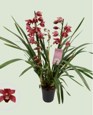 Cymbidium Gemengd