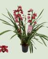 Cymbidium Gemengd