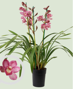 Cymbidium Gemengd