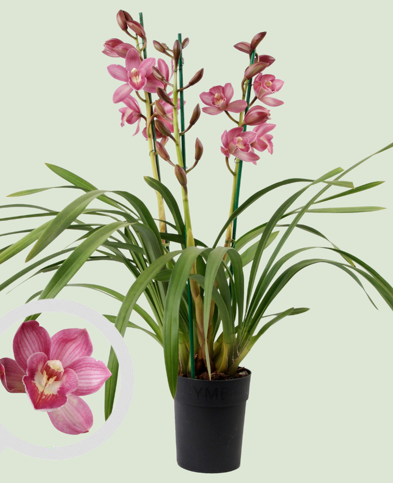 Cymbidium Gemengd