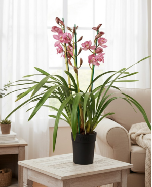 Cymbidium Gemengd