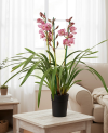 Cymbidium Gemengd
