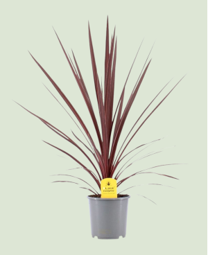 Cordyline Aust.Red Star P17