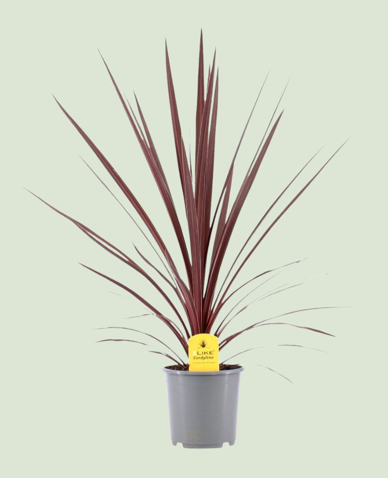 Cordyline Aust.Red Star P17