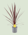 Cordyline Aust.Red Star P17