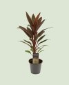 Cordyline P13