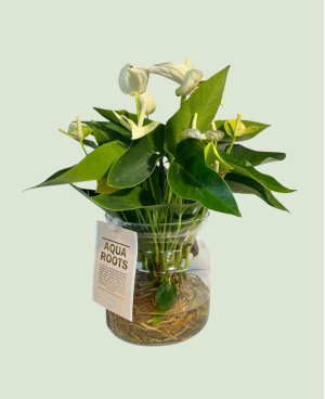 Anthurium vitre P12
