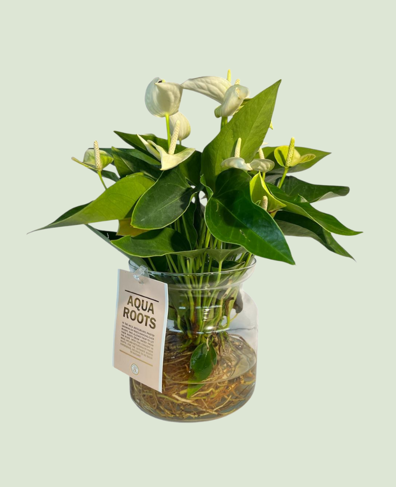 Anthurium vitre P12