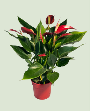 Anthurium Banderola Roja