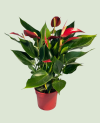 Anthurium Banderola Roja