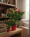 Anthurium Banderola Roja