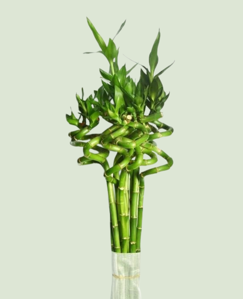 Lucky Bamboo