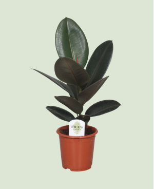 Ficus Elastica Abidjan