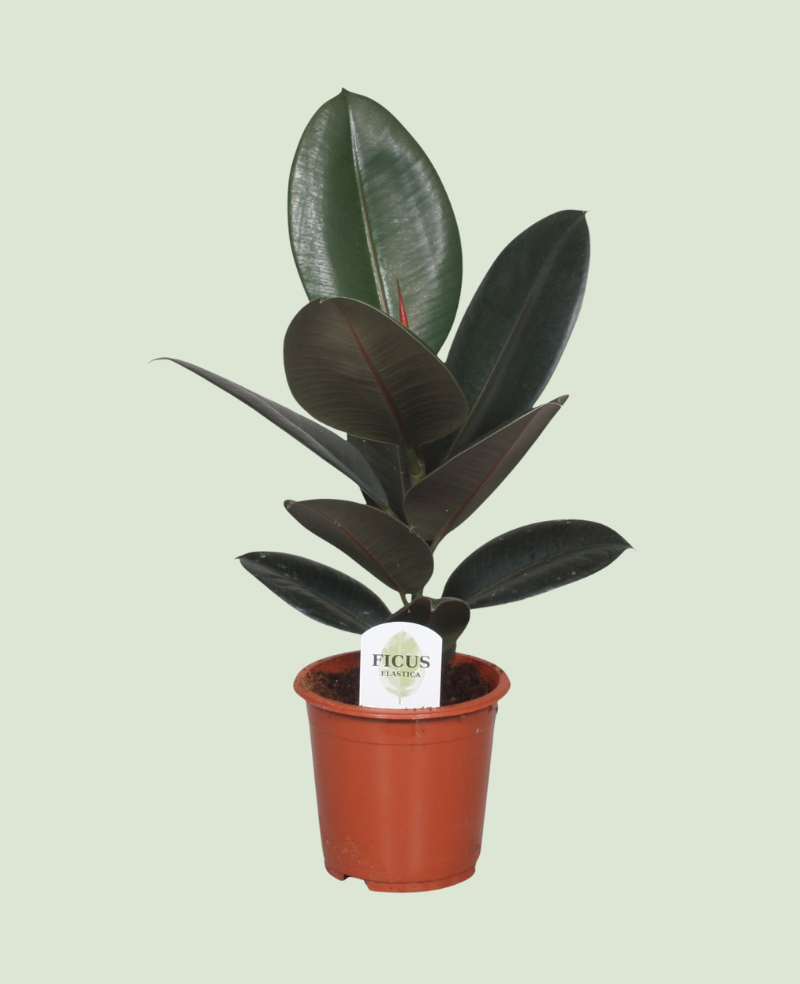 Ficus Elastica Abidjan