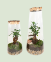 Terrarium Ficus Microcarpa