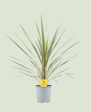 Cordyline Indivisa Peko P17