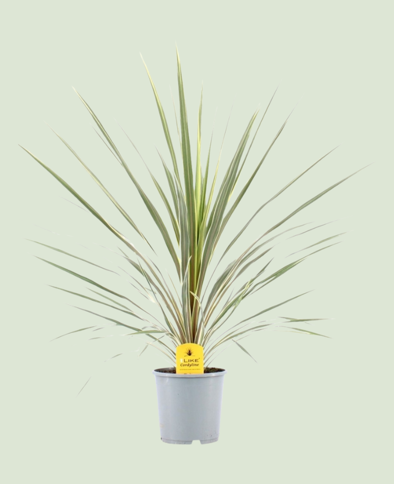 Cordyline Indivisa Peko P17