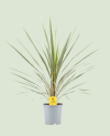 Cordyline Indivisa Peko P17