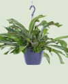 Platycerium P 17