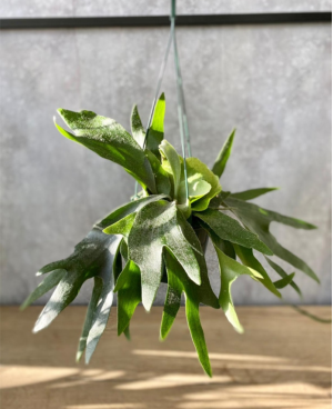 Platycerium P 17
