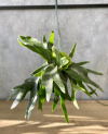 Platycerium P 17