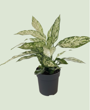 Dieffenbachia Vesuvius P19