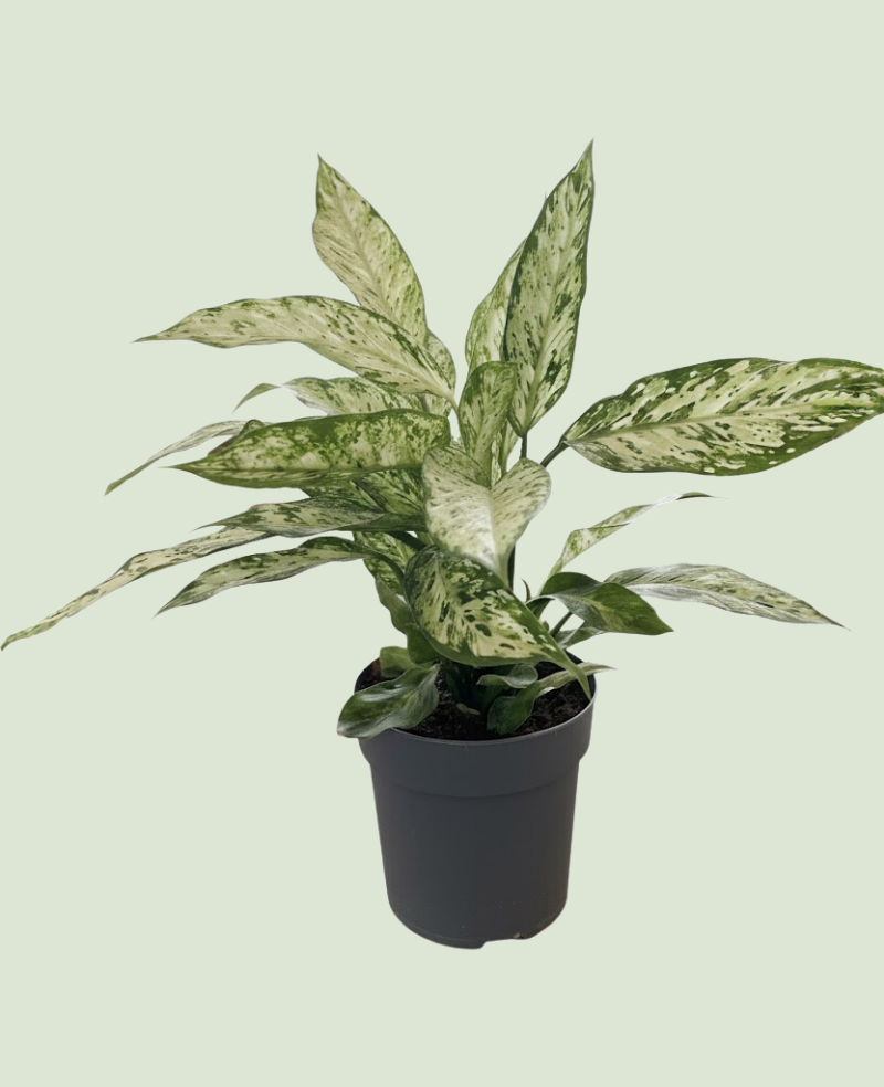 Dieffenbachia Vesuvius P19