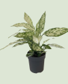 Dieffenbachia Vesuvius P19