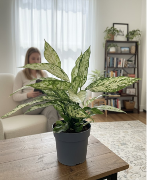 Dieffenbachia Vesuvius P19
