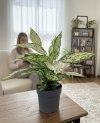 Dieffenbachia Vesuvius P19