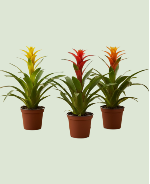 Guzmania Mix P12 - 1 pc