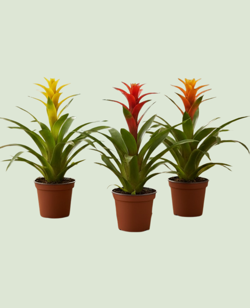 Guzmania Mix P12 - 1 pc