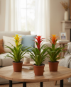 Guzmania Mix P12 - 1 pc
