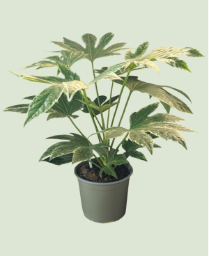 Fatsia Japonica Variegata Panaché P14