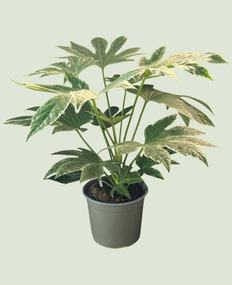 Fatsia Japonica Variegata Panaché P14