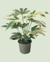 Fatsia Japonica Variegata Panaché P14